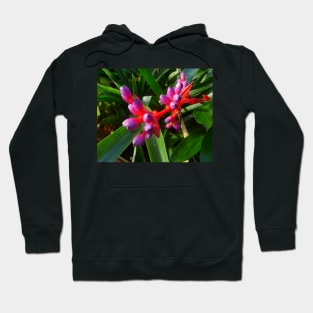 Red, Purple and Green, could this flower be more spectacular?! Hoodie